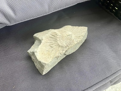 Le guide complet et pratique sur la recherche de fossiles 4 Une photo montrant une loupe scrutant les détails d'un fossile, symbolisant l'importance de l'observation minutieuse dans la recherche de fossiles, tel que recommandé dans le guide pratique dans le gard
