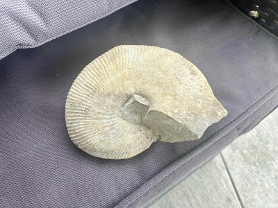 Le guide complet et pratique sur la recherche de fossiles 3 Une image captivante présentant une main tenant un fossile ancien, évoquant l'aventure et la découverte dans le guide complet sur la recherche de fossiles