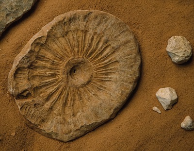 Le guide complet et pratique sur la recherche de fossiles 5 Une image mettant en avant un fossile emblématique de France, tel qu'un coquillage fossilisé ou un os de mammouth, représentant le riche patrimoine préhistorique du pays.