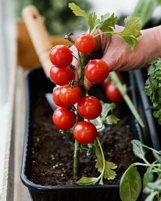 vue-laterale-femme-plantant-tomates-dans-sol- Plantation des tomates au jardin la préparation du sol-freepik