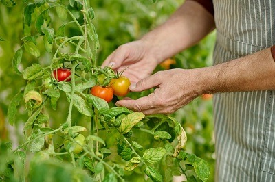jardinier en train de vérifier la maturité et la santé de son plant de tomate