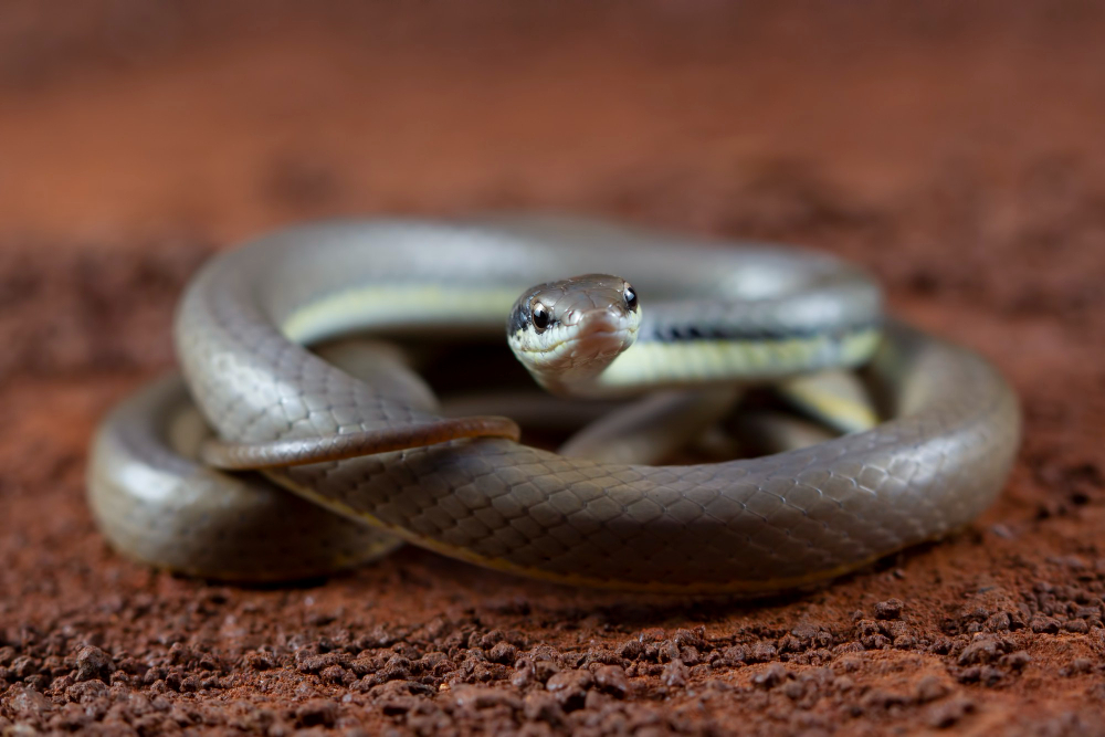 un serpent argenté