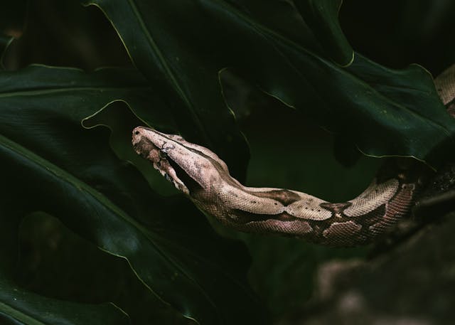 serpent avance calmement