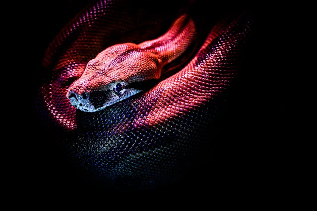 serpent IA