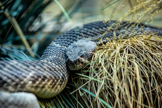 serpent approche doucement