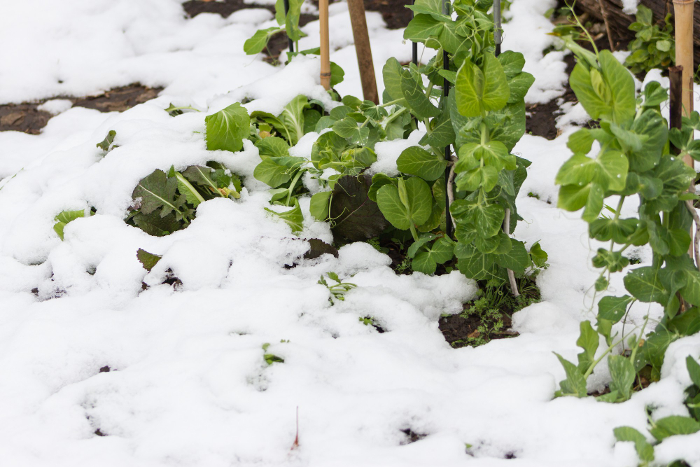 Que planter au jardin en décembre ? 1 jardin en hiver