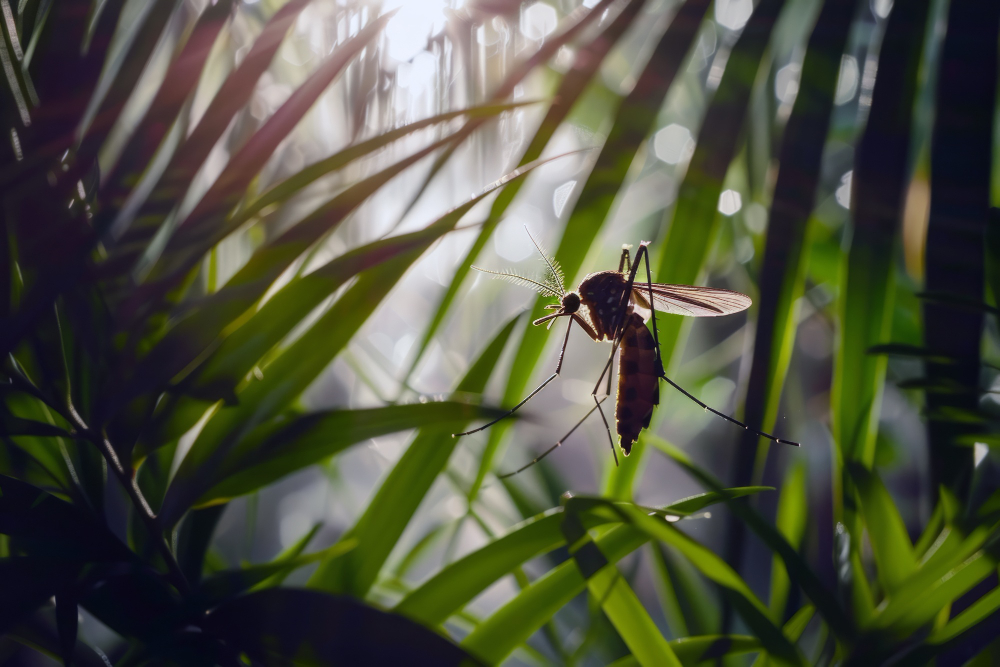 Plantes qui repoussent les moustiques : lesquelles choisir ? 1 plante et moustique